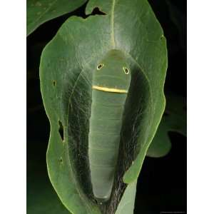  A Tiger Swallowtail Caterpillar Building a Cocoon in a 