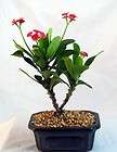 red crown of thorns bonsai tree euphorbia splendens expedited shipping