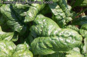 Giante D Inverno Spinach Seeds 100  