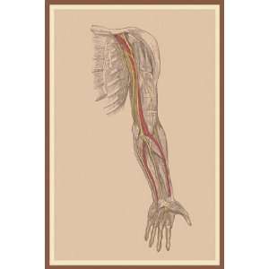  Spinal Nerves   Poster (12x18)