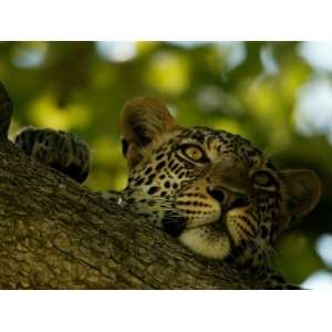  Close Up of a Leopard Lying on a Tree Branch, Mombo 