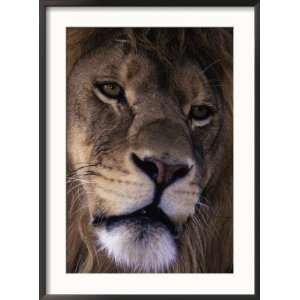 African Lion, Panthera Leo Photos To Go Collection Framed Photographic 