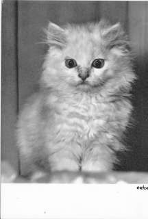 WHITE OR SILVER PERSIAN CAT KITTEN POSTCARD REAL PHOTO  