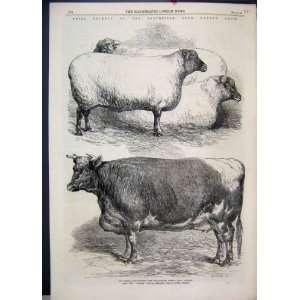   1866 Smithfield Club Cattle Show Wether Southdowns Old