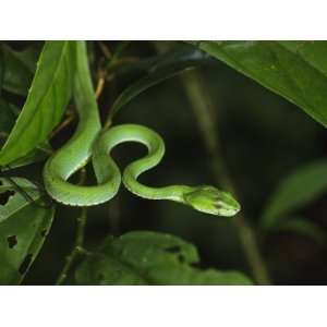  Popes Pit Viper Danum Valley, Sabah, Borneo Animal 