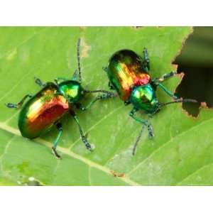  A Dogbane Leaf Beetle, Chryschus Cobaltinus, Eating Dogbane 