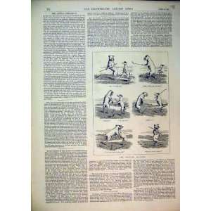   1892 Golfing Doggies Sport Comedy Dogs Animals Print
