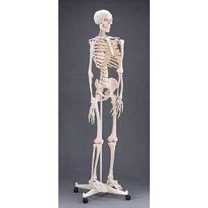  3B(r) Human Rod Supported Skeleton, Plastic Industrial 
