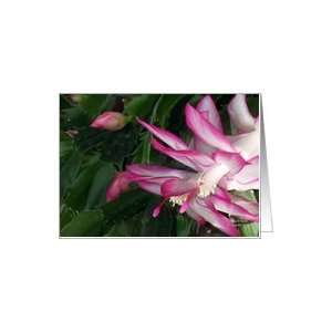 Christmas Cactus All Occasion Card