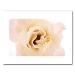 Photograph Closeup of Cream Lisianthus with selective focus. Size 11 