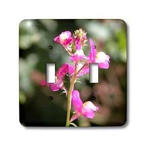  Beverly Turner Flora Photography   Pink Snapdragon Flower 