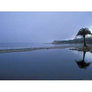 Palm Tree Reflection in an Estuary on a Foggy Morning, California 