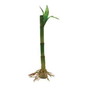  Tetra Silk Asian Bamboo Plant Medium