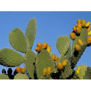 Prickly Pear Cactus, Lower Slopes, Mount Etna, Sicily, Italy Premium 