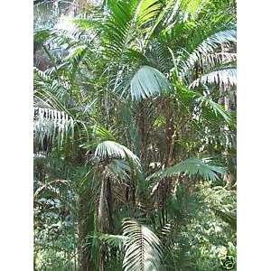  Bactris major   collectors packet with 50 palm seeds 