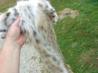 Bobcat pelt dressed wild Missouri hide trapper skin/fur  