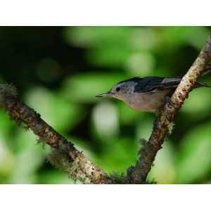  White Breasted Nuthatch, Sitta Carolinensis, Perching on a 