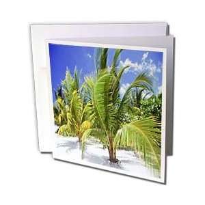  Florene Trees   Baby Coconut Palms On Beach   Greeting 