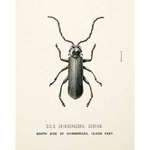  1891 Wood Engraving Gorham Whymper Entomology Silis 