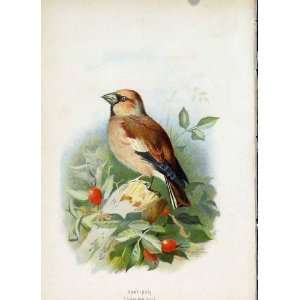 C1883 Thorburn Wild Birds Hawfinch Color Print Fine Art 