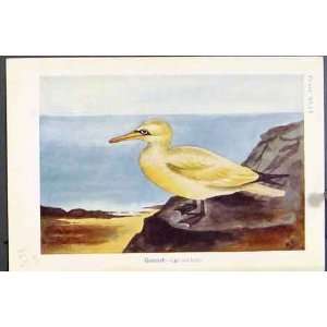  Gannet Blackheaded Gull Common Bird Color Antique Print 