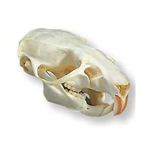  Hare Skull (Lepus Europaeus)