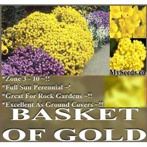  1 oz (30,000+) Alyssum Gold saxatile Basket Of Gold 