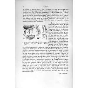   NATURAL HISTORY 1896 COMMON FLEA INSECTS LABRUM PUPA