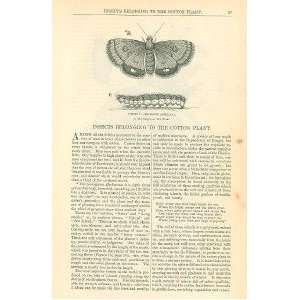   1860 Insects Belonging To Cotton Plant Boll Worm Moth 