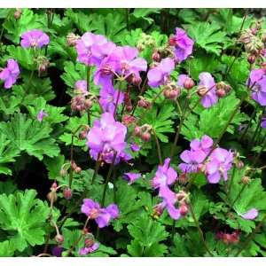 Geranium Karmina 