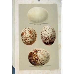 Plate 2 Bird Eggs Seebohm Eagle White Tailed Spotted