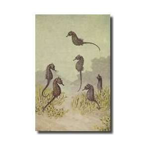  Several Seahorses Swimming Around Seaweed Giclee Print 