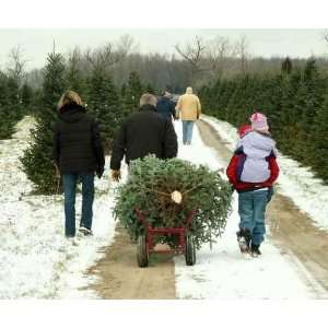  Family Cutting Christmas Tree   Peel and Stick Wall Decal 