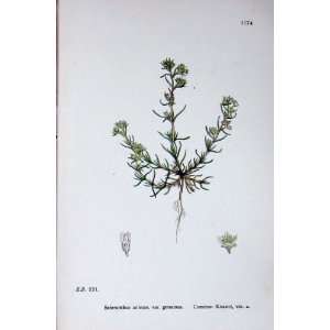  Botany Plants C1902 Common Knawel Scleranthus Annuus
