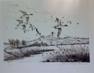David Hagerbaumer original signed etching Pintail Duck  