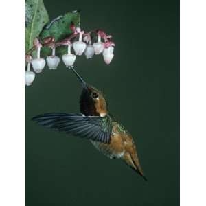  Allens Hummingbird, Selasphorus Sasin, North America 