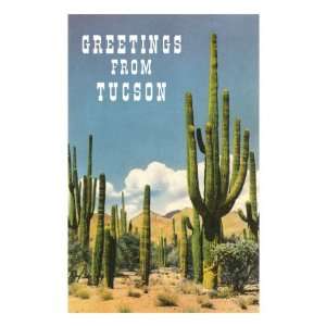   Tucson, Arizona, Saguaros Premium Poster Print, 8x12