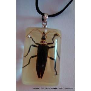  Real Nature Necklace   Longhorn Beetle in Acrylic Cube 
