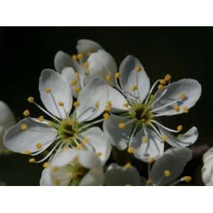  Close up of Plum Tree Blossoms, Prunus Domestica 