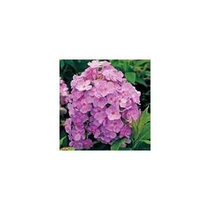  Phlox paniculata Davids Lavender PP#17,793 Perennial 