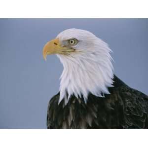  Close View of an American Bald Eagle National Geographic 