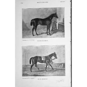    1907 Antique Print Horses Filho Da Puta Blu Bonnet