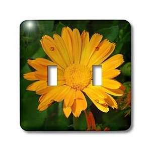  Photography   Flowers Marigold Orange   Light Switch Covers   double 