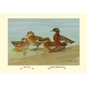    Art Gray Teal and Chestnut Breasted Teal   08665 3