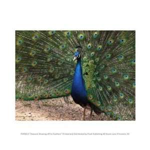  Peacock Showing off Its Feathers 10.00 x 8.00 Poster Print 