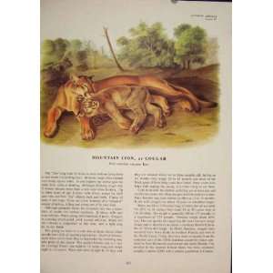  Mountain Lion Cougar Tigers Jaguar Color Antique Print 