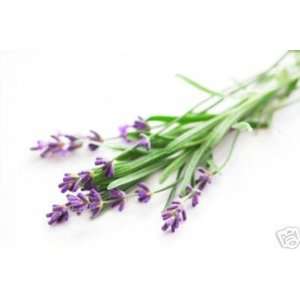   English Lavender Vera Seeds Herbal Remedy Patio, Lawn & Garden