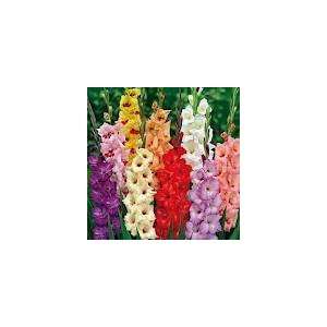  gladiolus bulbs 6 bulbs mix colors Patio, Lawn & Garden