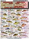 Lot of 3   FRESHWATER FISH ID CHARTS   Tightlines #7, 8, & 11