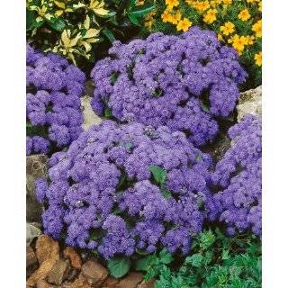 250 DWARF BLUE BEDDER AGERATUM aka Floss Flower Ageratum Houstonianum 